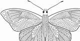 Motifs Papillons Doodle Gratuit Coloriage Ca Coloring Pages sketch template