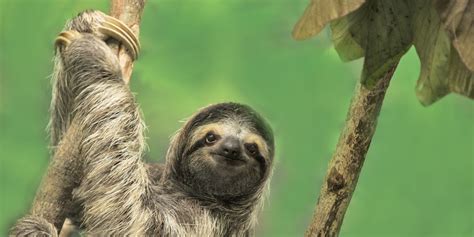 fun facts  sloths  sloth facts