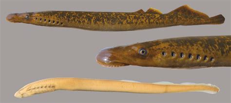 sea lamprey discover fishes