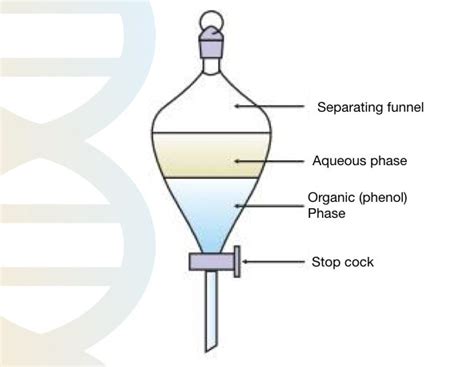 Phenol Chloroform Dna Extraction Basics Preparation Of Chemicals And