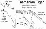 Tasmanian Tiger Color Enchantedlearning Region Mammals Click sketch template