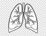 Lung Lungs Bronchus Respiratory Tract Breathing Respiration Hiclipart Anyrgb Oxygen Circulatory Organ Usuario Registrado Gill Trachea sketch template