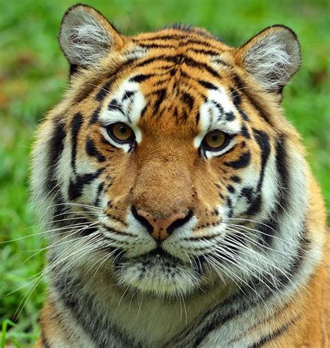 images  tiger faces tiger face  kinds  sports pinterest