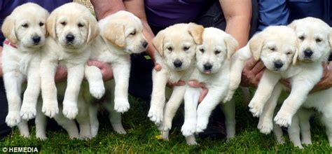 super pups   rescue  guide dogs bred  unload washing answer telephones