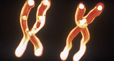 ¿cuál Es La Relación Entre Los Cromosomas El Adn Y Los Genes