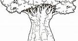 Coloring Tree Baobab sketch template
