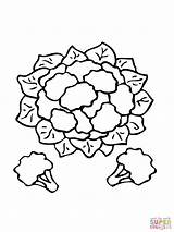 Cauliflower Coloring Pages Printable Drawing Vegetables Supercoloring Clipart Recommended Categories sketch template