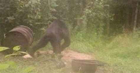 Bigfoot In The U P Trail Cam Photo Spurs Debate