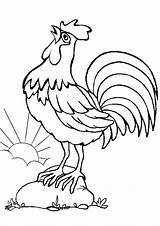 Rooster Coloring Pages Choose Board Printable Adult Colouring Animal sketch template