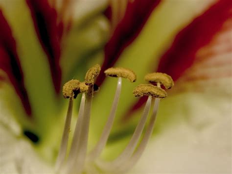 amaryllis stamen  photo  freeimages