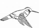 Beija Colorir Kolibri Hummingbird Ausdrucken Desenhos Supercoloring Colorironline sketch template