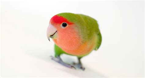 Peach Faced Lovebird What To Expect From The Rosy Faced
