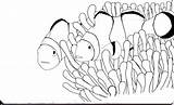 Google Anemone Clownfish Fish Sea Clown Anemones Coloring Guardado Desde sketch template