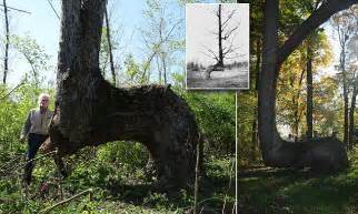 expert claims mysterious bent trees  secret native americans trail markers daily mail