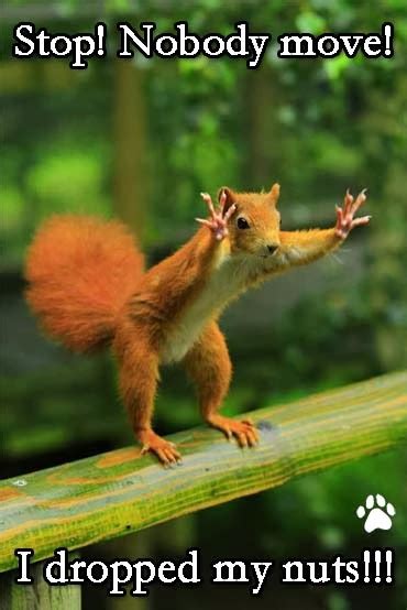 Squirrel Dropped My Nuts ~ Funny Joke Pictures