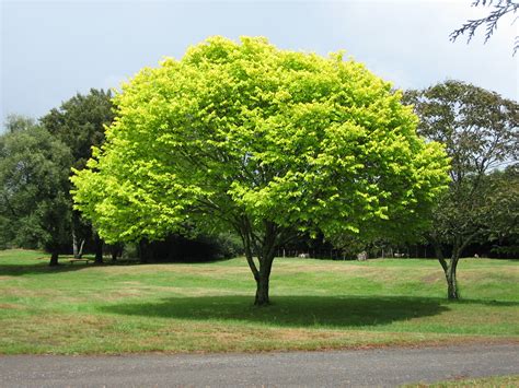 filebright green tree waikatojpg