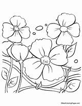 Poppy Coloring Pages Colouring Flower Flowers Remembrance Sheets Anzac Kids Clipart Library Popular Printables Coloringhome sketch template
