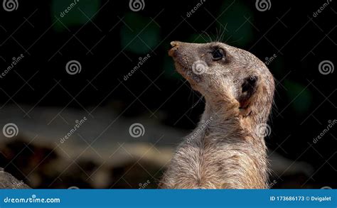 young meerkat raised  neck  head    stock image image  meerkat young