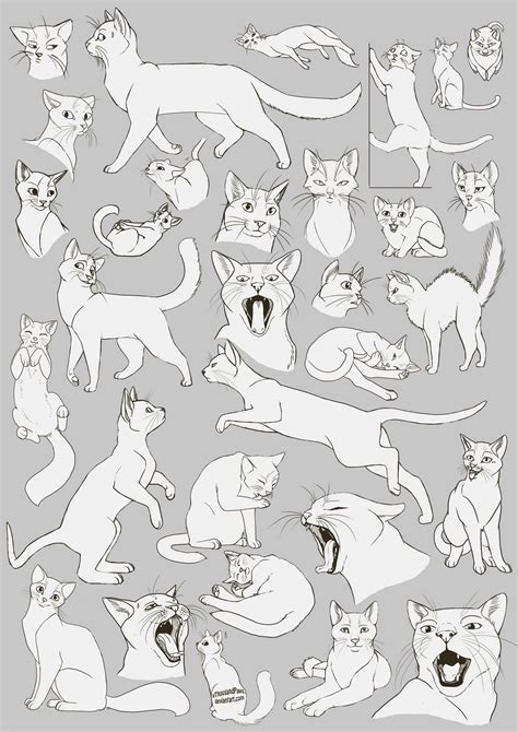 cat poses reference yoga poses