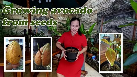Growing Avocado From Seeds Youtube