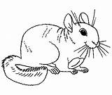 Chinchilla Coloring Pages Print Color Animal Animals Colouring Chinchillas Visit Back sketch template