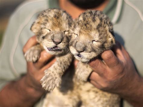 adorable twin lion cubs born  gaza strip zoo todaycom