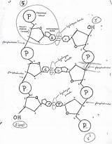 Dna Replication Drawing Molecule Nucleotide Getdrawings Molecular Fragment Following Key Below Figure sketch template