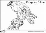 Coloring Pages Falcon Peregrine Hawk Bird Animal Kids Marvel Printable Birds Prey Getcolorings Ministerofbeans Print Color Animals Catch Coloringtop Col sketch template