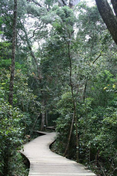 top  incredible facts   big tree tsitsikamma national park