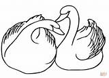 Coloring Swan Pages Swimming Pool Drawing Swans Line Two Kids Bathing Suit Printable Dinosaur Drawings Getdrawings Getcolorings Color Coloringbay Unique sketch template