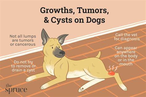 mast cell tumor   dog