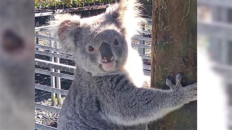 koalas munching mayhem on the north coast sparks concerns nbn news