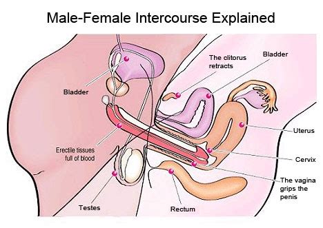 Free pictures of sex positions for pregnant women