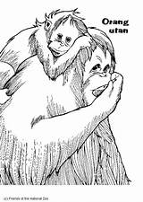 Orang Utan Orangutan Outan Malvorlage Oetang Oerang Colorare Ausmalbilder Schoolplaten Edupics Animado Schulbilder Große Grote Scarica Téléchargez sketch template