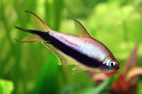 maintain emperor tetra fish  aquarium fish hobbyist