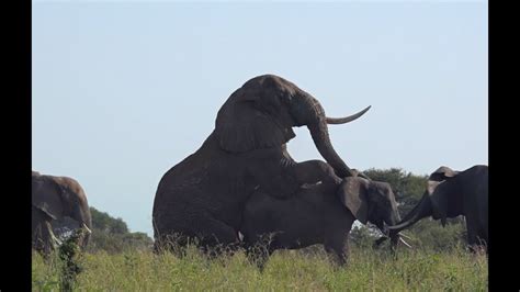 elephant sex mating season in tanzania youtube