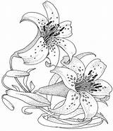 Fleur Coloriage Lys Lis Colorier Imprimer Ogrodowa Lilia Blanc Adults Dididou Lilien Erwachsene Kolorowanki Lilies sketch template