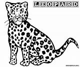 Coloring Leopard Pages Clipart Snow Kids Print Library Popular sketch template