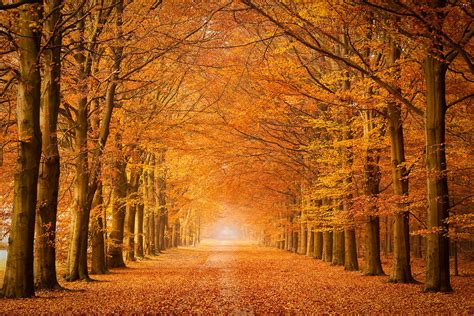 herfstlandschappen een portfolio herfstfotos door bas meelker