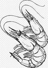 Shrimp Udang Camaron Sketsa Pngtree Cipta Hak Lisensi Tingkatkan Sederhana Tersedia Otorisasi Penggunaan Dapatkan Sekarang Komersial sketch template