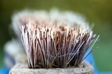 bristles close    bristles   hand held yard br flickr