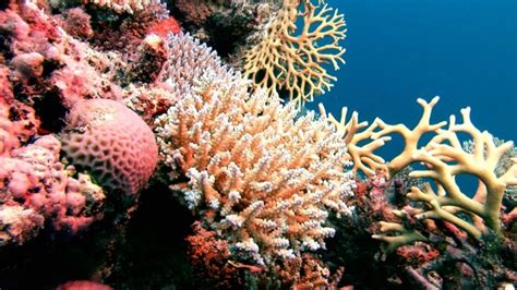die seltsamsten tiere korallen  focus