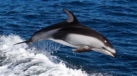 hd dolphins wallpapers   hd animals wallpapers