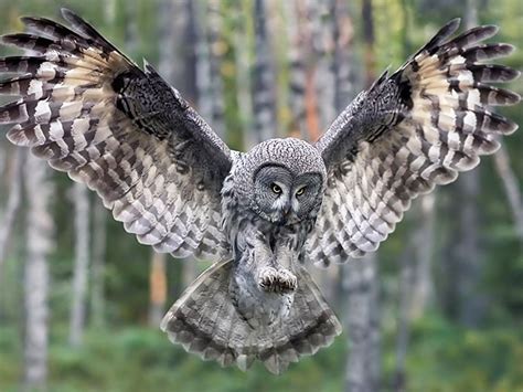 banco de imagenes gratis buho del bosque owl forest bird