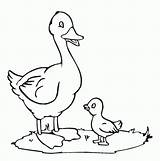Coloring Quack Giggle Pages Little Popular Duck Coloringhome sketch template