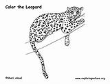 Leopard Coloring Pages Snow Color Print Pdf Kids Animal Clouded Exploringnature Comments sketch template
