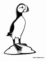 Puffin Coloring Pages sketch template