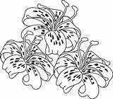 Coloring Lily Tiger Flower Pages Clipart Flowers Stamps Digi Lilies Colouring Clip Drawing Cliparts Bakery Library Gardens Homes Better Printable sketch template