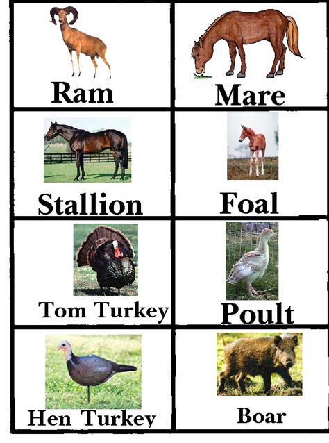 amazing  animals   names