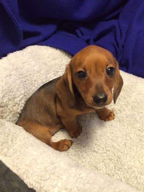 cool red miniature dachshund puppies  sale  kinds  puppies